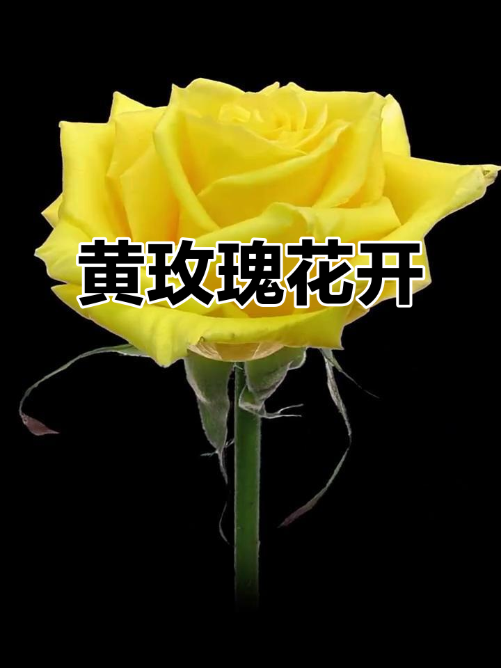 华体会网址-玫瑰盛开，芬芳扑鼻人人动容  第1张