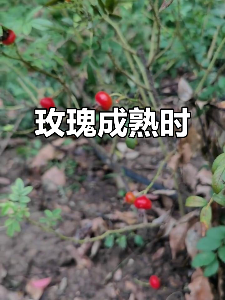 华体会网址-玫瑰盛开，芬芳扑鼻人人动容  第2张