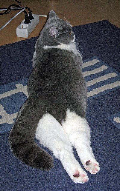 华体会网址-唯一进球功臣，总决赛之夜，卡拉斯科让分卫、控卫、前锋、中锋、裁判全部沦为配角  第2张