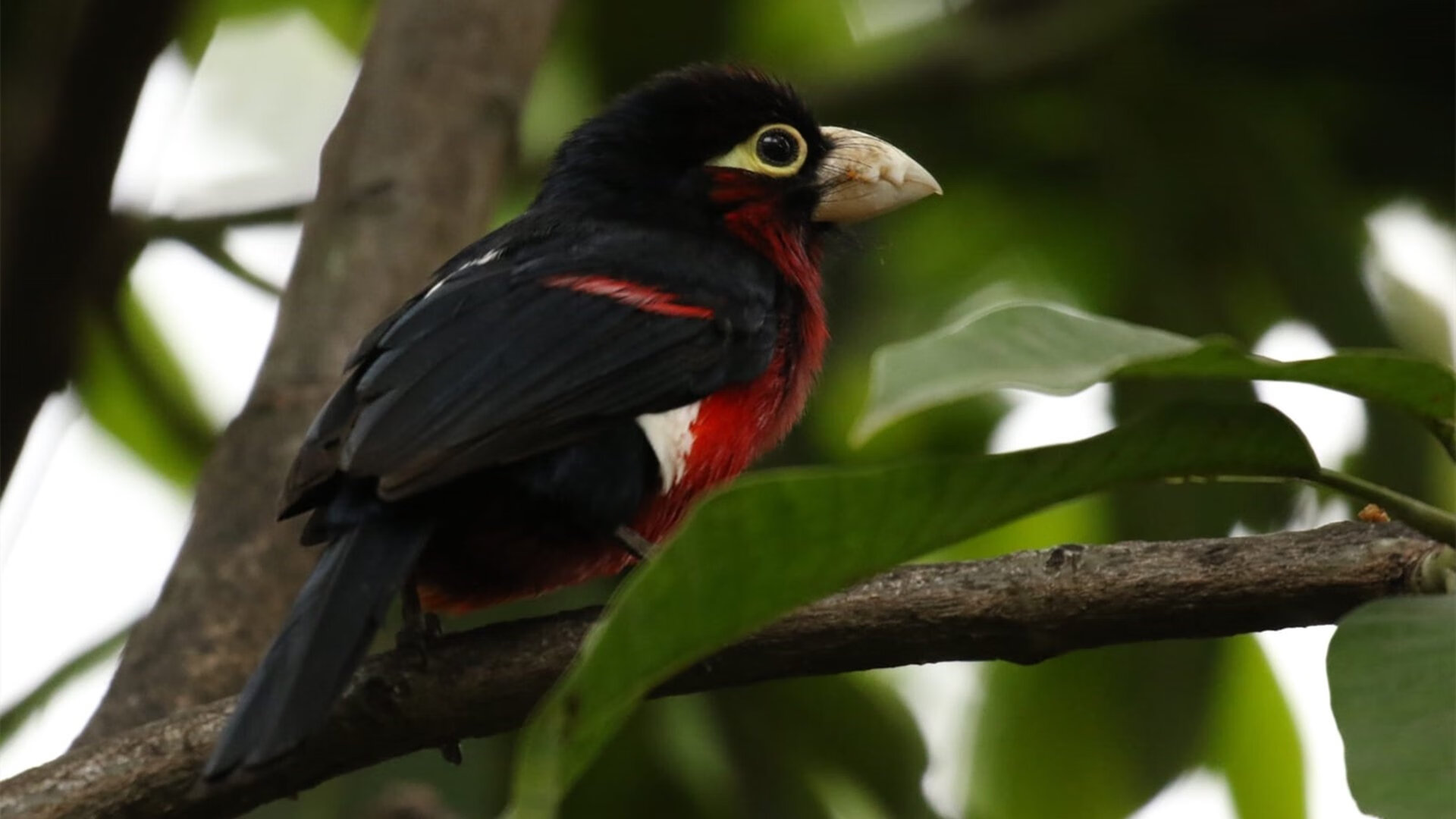 华体会-冠军基因的无声宣告，霍勒迪在独行侠对阵上海队的非典型战役中完成教科书级演绎  第2张